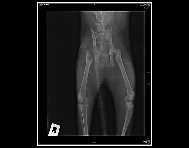 luna the cat xray injuries